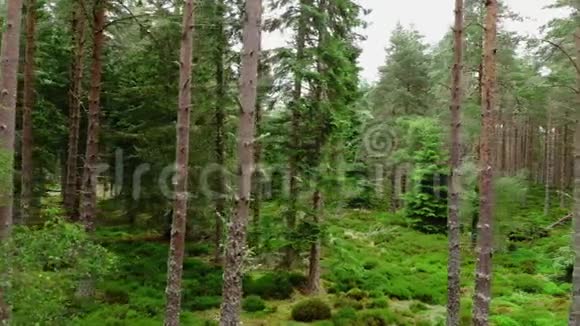 在苏格兰的冷杉林中漫步纯天然视频的预览图