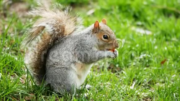 小可爱的松鼠在公园里吃东西视频的预览图