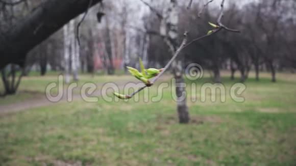 初春的嫩叶在风中摇曳春天公园背景视频的预览图
