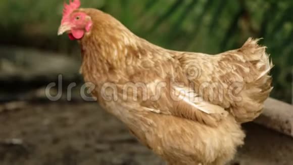 淡褐色鸡肉在Slomo走出焦点视频的预览图