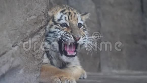 可爱的老虎宝宝躺在地上惊恐的表情张开嘴看着镜头美丽而危险的动物视频的预览图