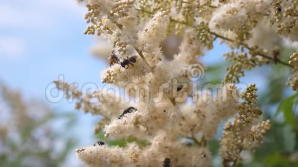 蜜蜂在白花上飞来采蜜慢动作蜜蜂从花园里的花里采蜜特写镜头视频的预览图