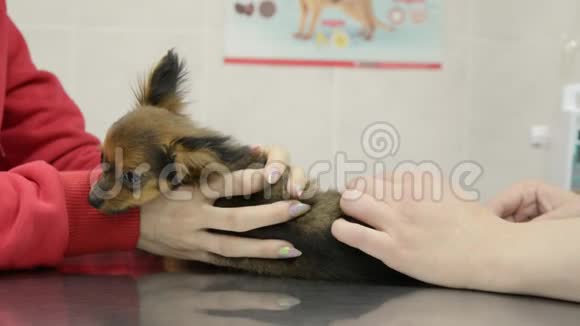 小狗玩具猎犬在兽医诊所进行常规疫苗接种视频的预览图
