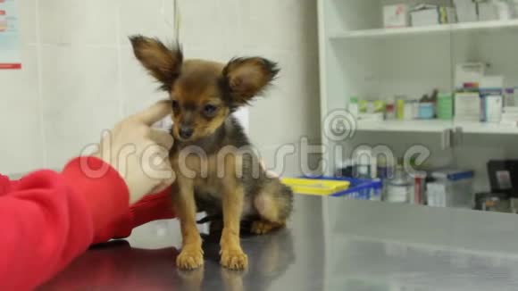 小狗玩具猎犬在兽医诊所进行常规疫苗接种视频的预览图