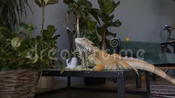 大鬣蜥的肖像骑着摄像机对着坐在绿色植物背景上的蜥蜴视频的预览图