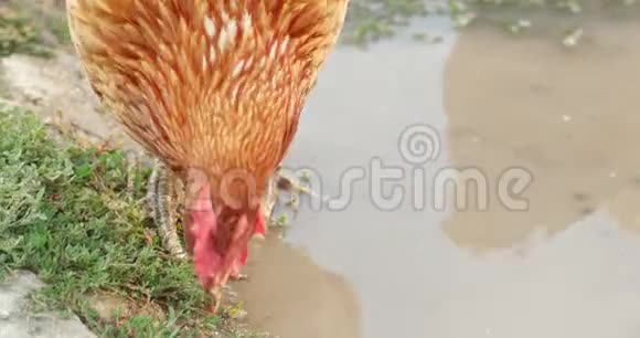 自由饲养的母鸡在有机农场的水坑里觅食视频的预览图