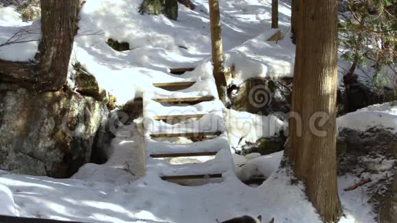 两个女人在冬天遛哈士奇狗视频的预览图