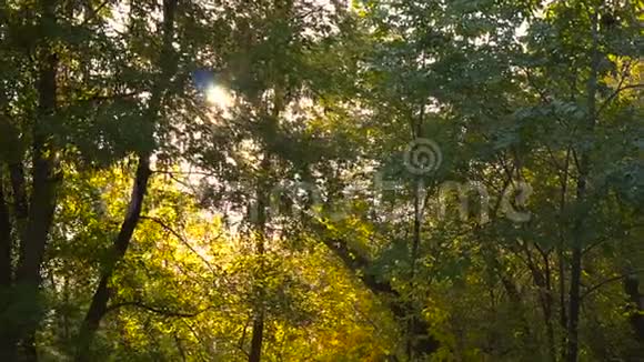 迷人的阳光美丽地照亮了山毛榉林在秋天鲜绿色的生动色调视频的预览图