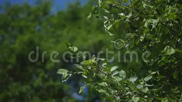 一棵树的树枝在浅风的蓝天背景上长出嫩绿的叶子选择性聚焦视频的预览图