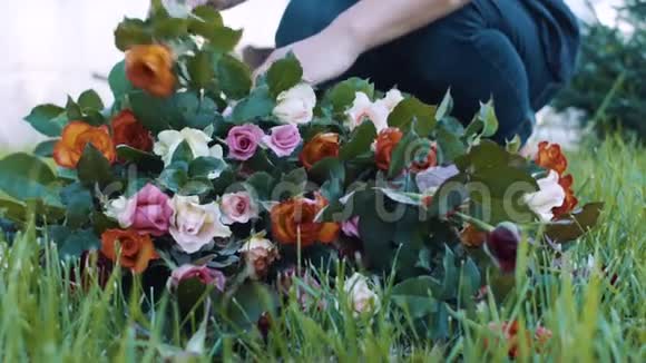 女人在玫瑰园做花束视频的预览图