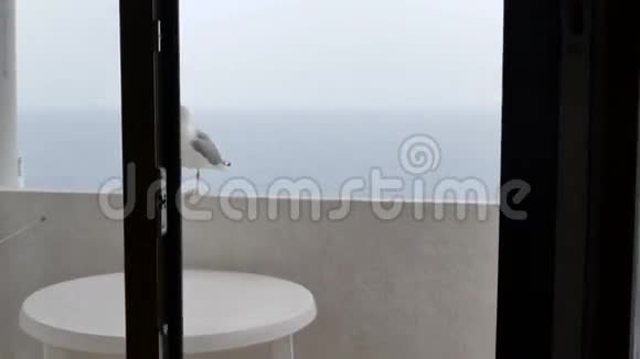 酒店阳台上的海鸥视频的预览图