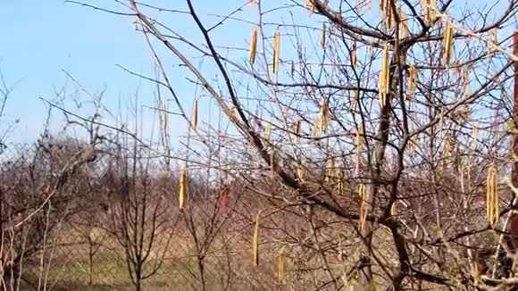天空中榛子树的花朵视频的预览图