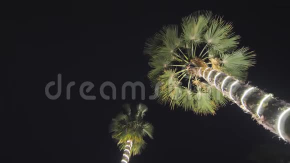 圣诞花环和光照在两棵棕榈树上迪拜视频的预览图
