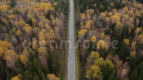汽车在穿过秋天森林的柏油路上行驶视频的预览图
