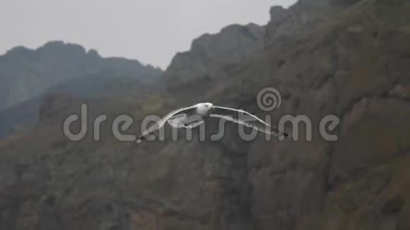 海鸥在海岸岩石和阴云密布的天空的背景下飞翔视频的预览图
