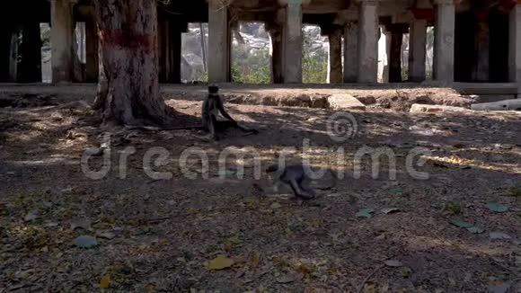 猴子喝自来水视频的预览图