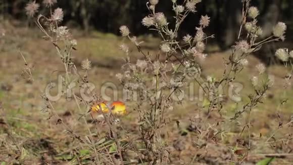 干燥的蓟在风中吹在阳光明媚的秋林中视频的预览图