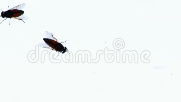 大苍蝇马飞视频的预览图