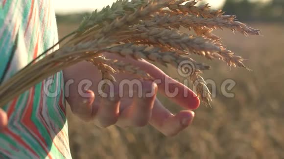 女子手触麦穗特写农民手摸小麦玉米农业收获概念收获视频的预览图