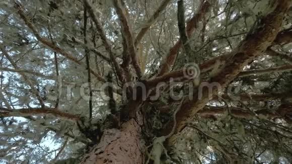 苔藓挂在佐治亚州森林下层的树枝上视频的预览图