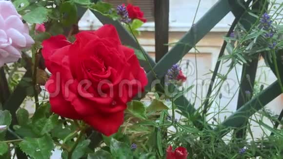 刚盛开的红玫瑰的近景视频的预览图