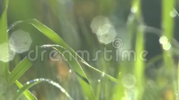 清晨露水中的绿草视频的预览图