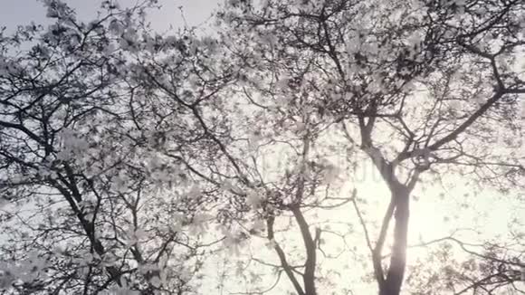 春天的阳光透过广玉兰檀香树枝视频的预览图