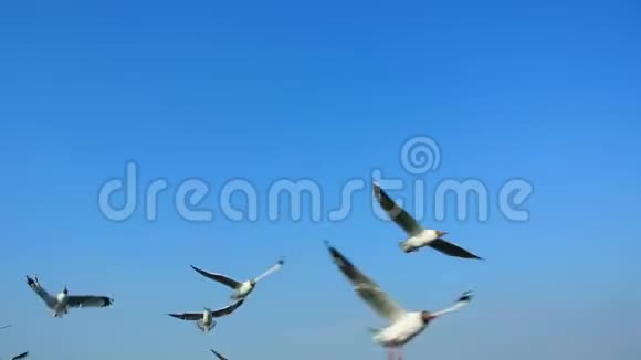 在阳光明媚的日子里海鸥在蓝天上飞翔视频的预览图