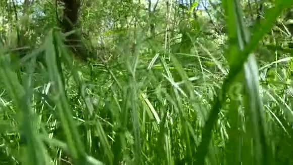 穿过一片无法穿透的沼泽森林中的草地和灌丛高草林地区视频的预览图