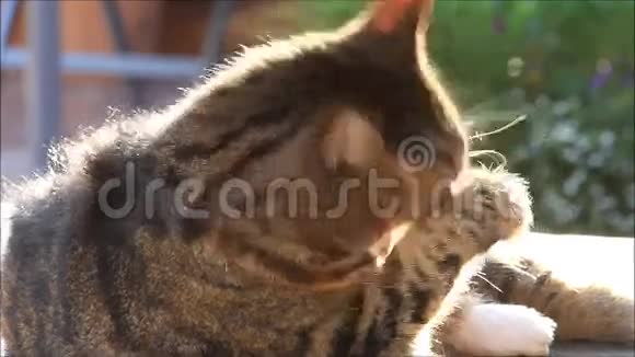 猫舔着它的皮毛视频的预览图