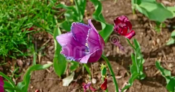 春天的郁金香在花园里视频的预览图