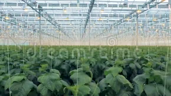 在温室内种植黄瓜苗视频的预览图