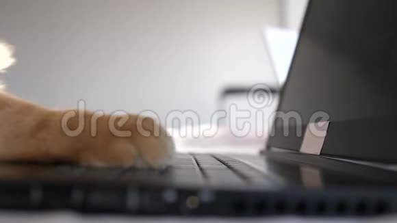缅因州的猫在电脑前工作在笔记本上打字慢动作3840x21604k视频的预览图