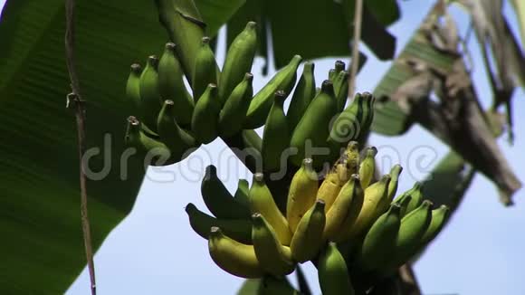 亚马逊一棵树上有声音的香蕉视频的预览图