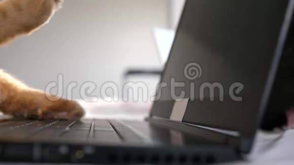 缅因州的猫在电脑前工作在笔记本上打字慢动作3840x2160视频的预览图