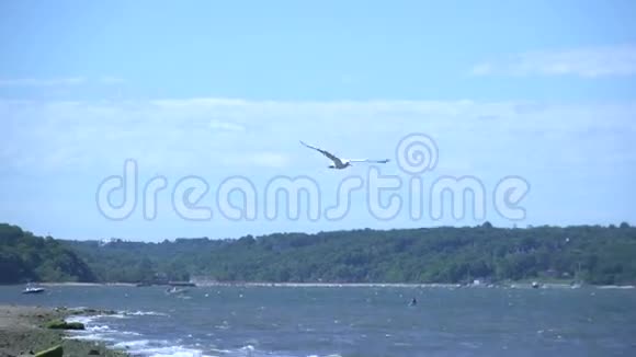 海鸥飞过水面视频的预览图