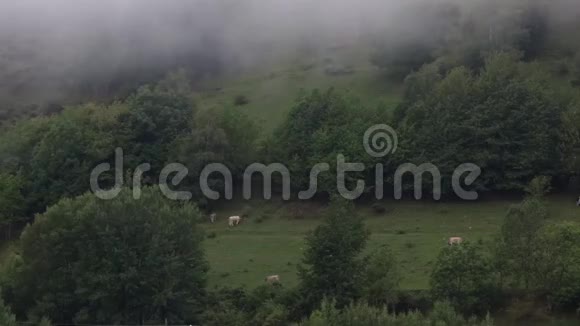 有雾和牛的草甸视频的预览图