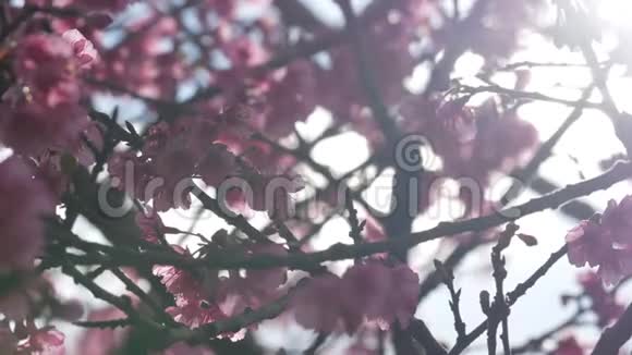 樱花带阳光视频的预览图