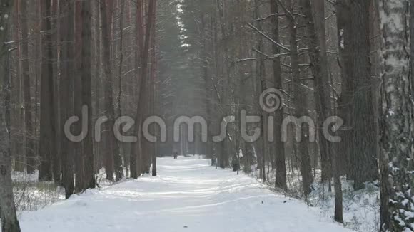 北欧各年龄段的冬季步行运动活跃的人不同年龄在雪林徒步旅行视频的预览图