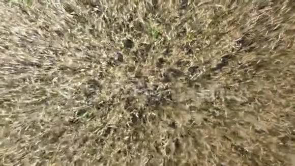 日出时麦田的俯视图在一个多风的夏日里无人机拍摄阳光下一片片的麦子随风摇曳视频的预览图