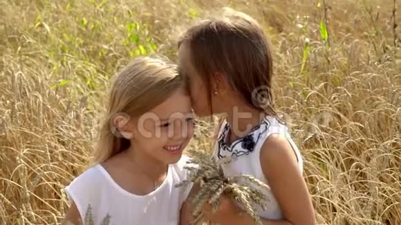 两个金发小姑娘站在金麦地里穿着白色裙子的可爱女孩手里拿着麦穗视频的预览图