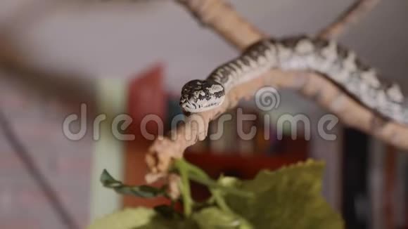 蛇在家沿着树枝爬行爬行动物在家养宠物中的作用视频的预览图