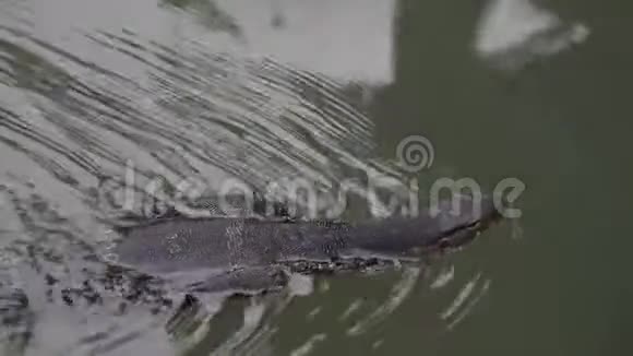 监督蜥蜴在水中游泳视频的预览图