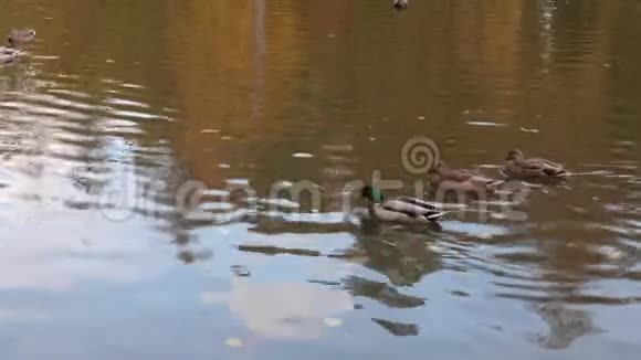 鸭子白天在公园的池塘里游泳视频的预览图