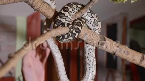 蛇在家沿着树枝爬行爬行动物在家养宠物中的作用视频的预览图