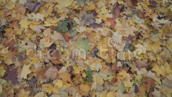 微笑的男孩躺在秋天森林的黄叶上视频的预览图