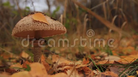 秋林中黄叶中的蘑菇视频的预览图