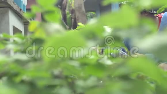 泰国男孩在花园里用剪刀剪绿色树枝视频的预览图