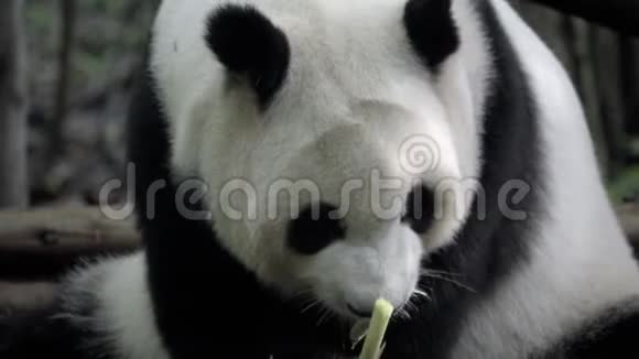 熊猫慢慢地咀嚼竹子视频的预览图