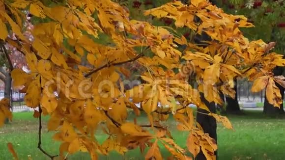 秋栗枝上带着金黄的叶子随风摆动视频的预览图